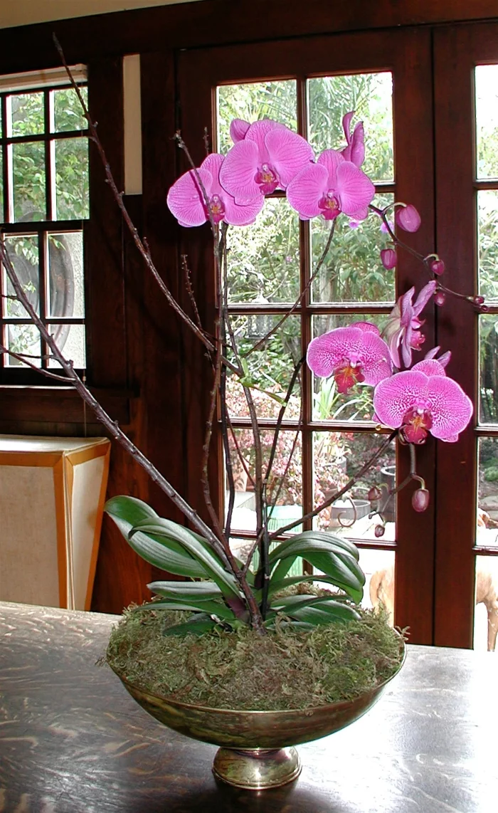 orchideen pflegen wunderschöne blüten innendesign dekorieren