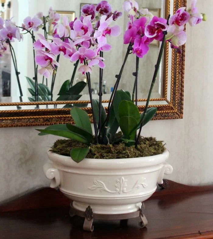  orchideen pflegen zimmerpflanzen schöne dekoideen