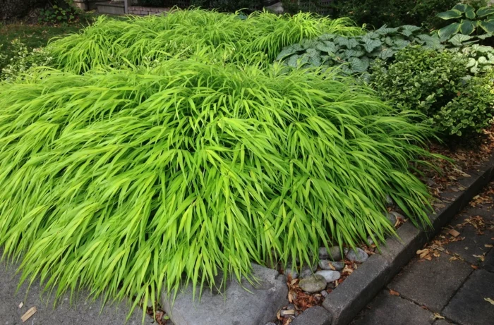 schattenpflanzen aureola japanisches grass
