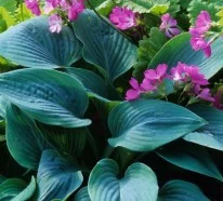 Farbenfrohe Schattenpflanzen für Ihren Garten