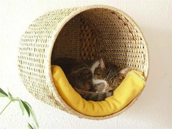 katzen erziehen tipps katzenmöbel katzenbett an der wand