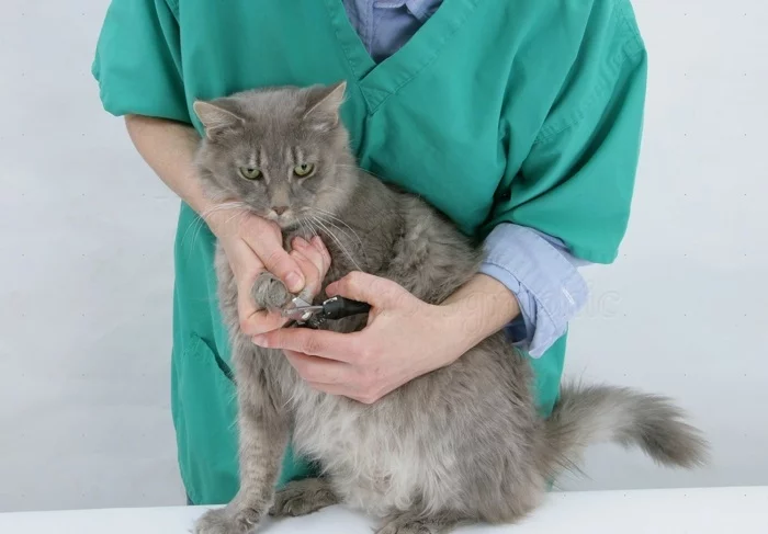 katzen erziehen hauskatzen haltung katzenkrallen
