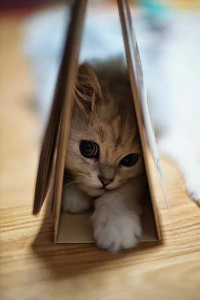lustige katzenbilder tipps katzen erziehen hauskatze