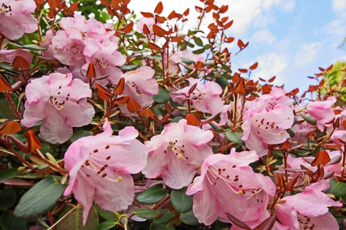 Rhododendrongarten landschaft blüten rosa gartengestaltung