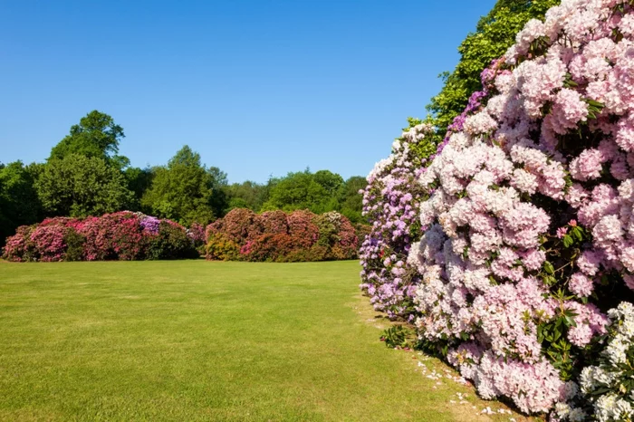 Rhododendrongarten rhododendron gartengestaltung