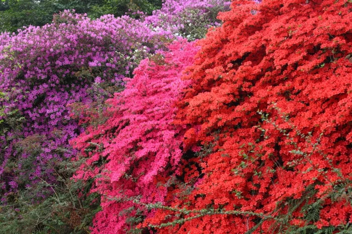 Rhododendrongarten rhododentron pflanze gartengestaltung
