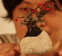 Air Bonsai Baum – magische Erscheinung oder innovative Technologie?