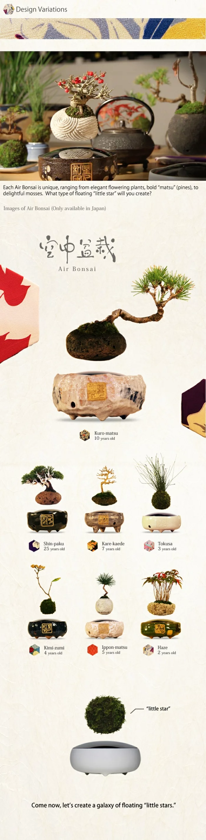 bonsai baum air fliegend japanisches projekt