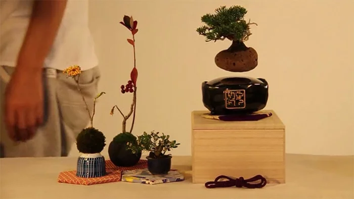 bonsai baum air japanisches projekt