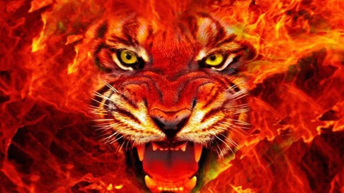 chinesische sternzeichen der feurige affe asia rot chinesisches horoskop tiger close up