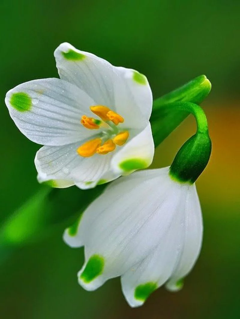 Frühlings Knotenblume Leucojum vernum schöne Frühlingsblumen Bilder