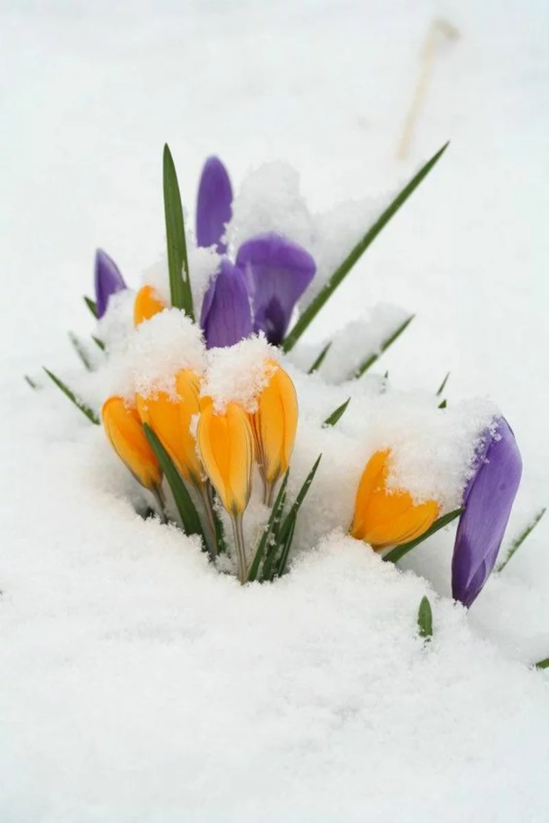 Krokus im Schnee Crocus schöne Frühlingsblumen Bilder