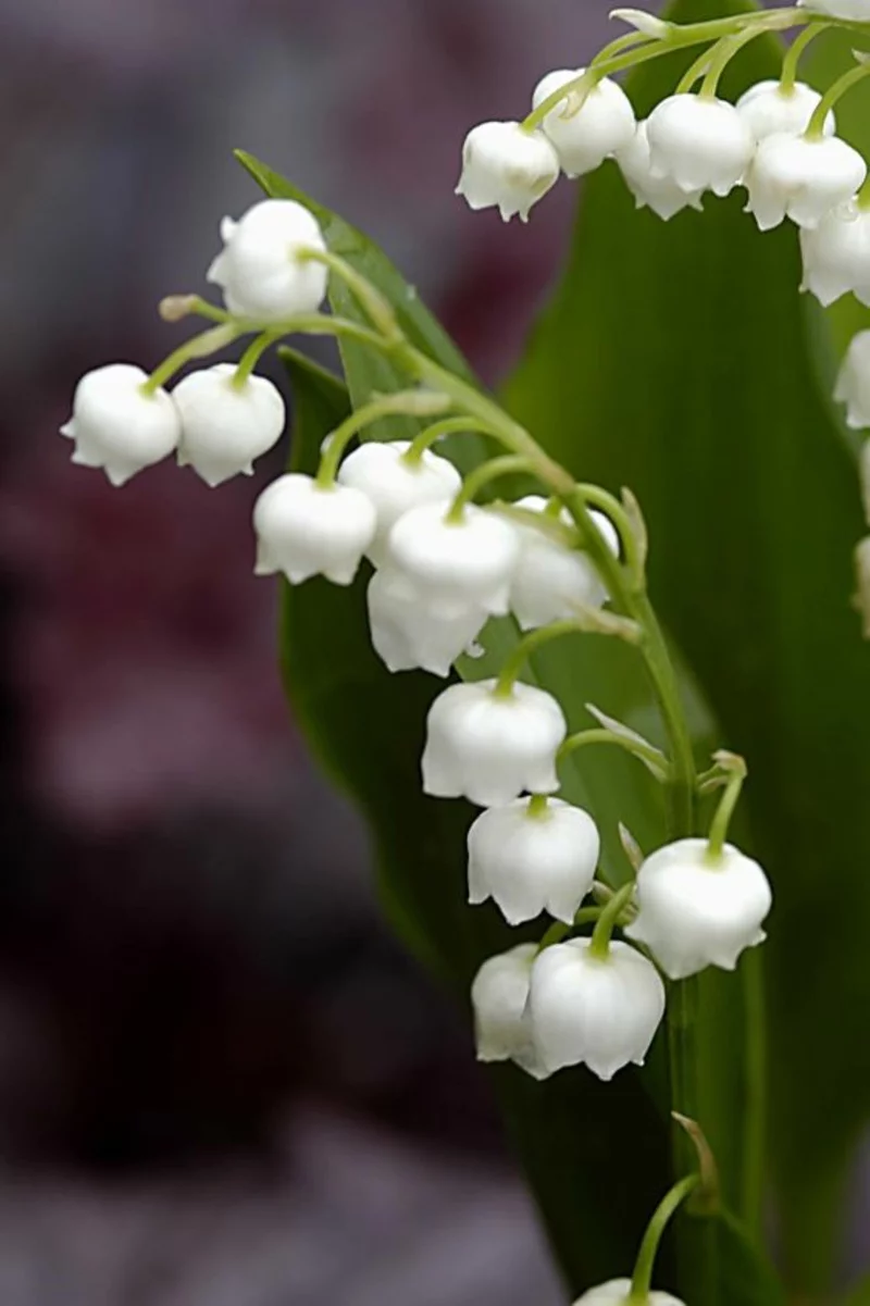 Maiglöckchen Convallaria majalis schöne Frühjahrsblumen Bilder