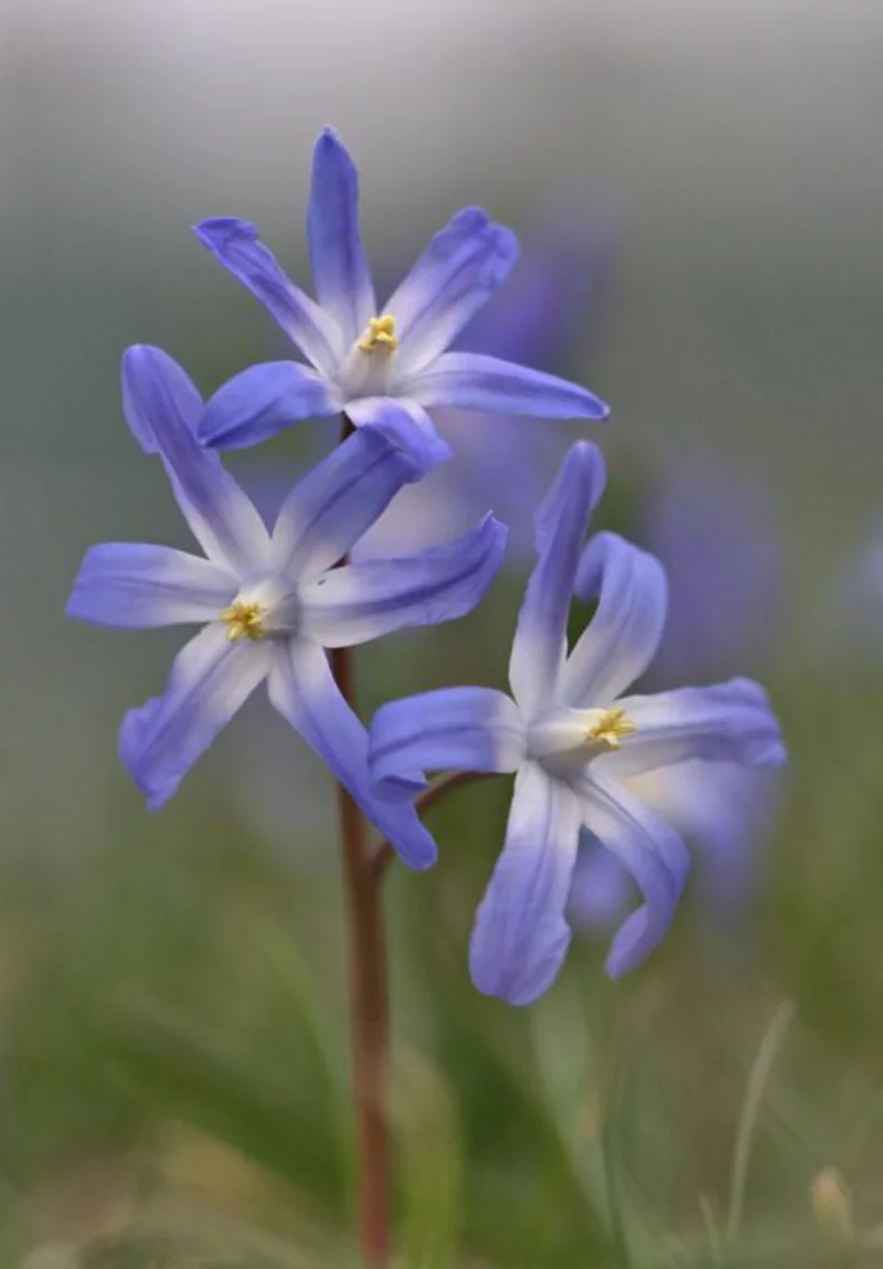 Schneeglanz Chionodoxa schöne Frühlingsblumen Bilder