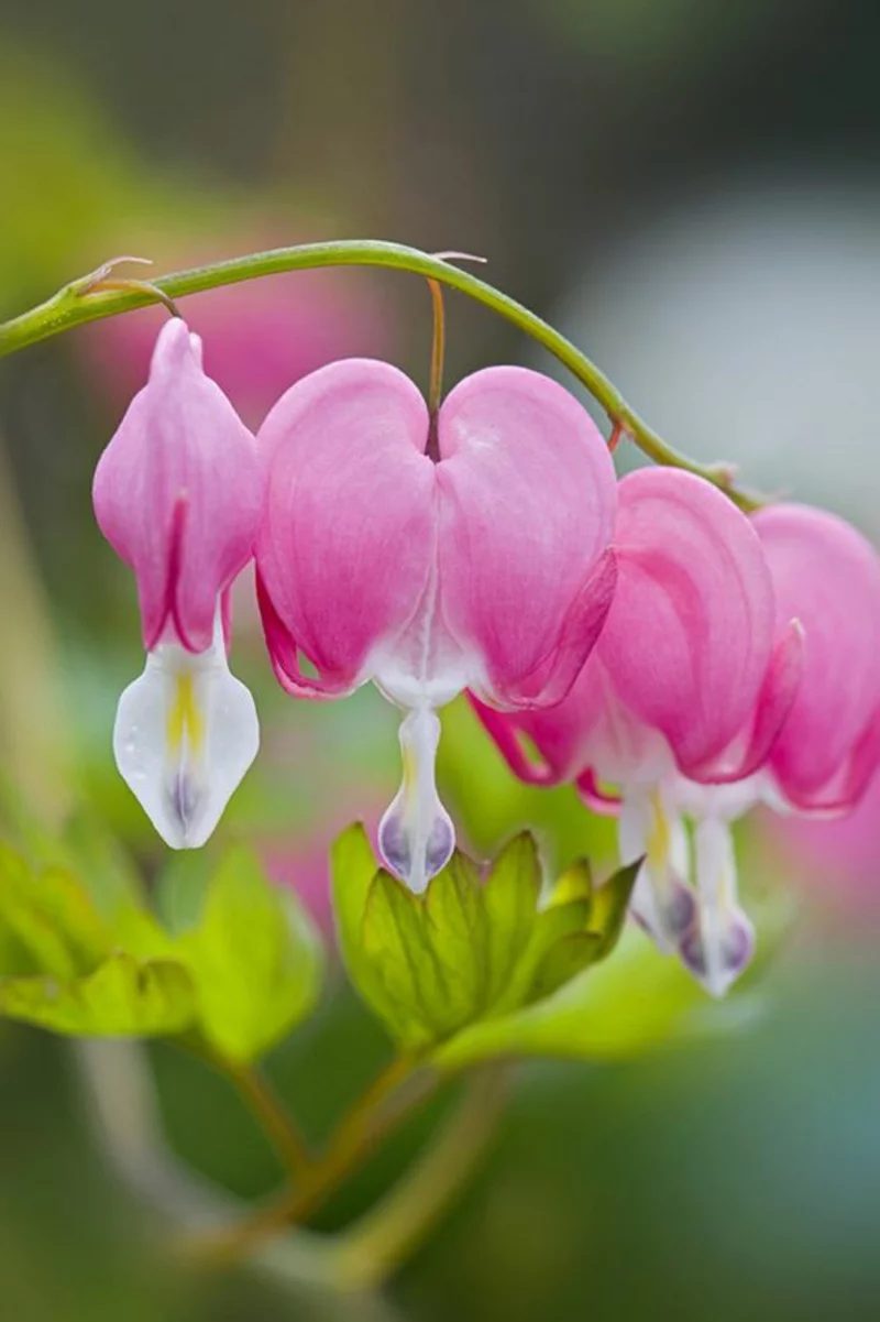 Tränendes Herz Lamprocapnos spectabilis schöne Frühjahrsblumen Bilder