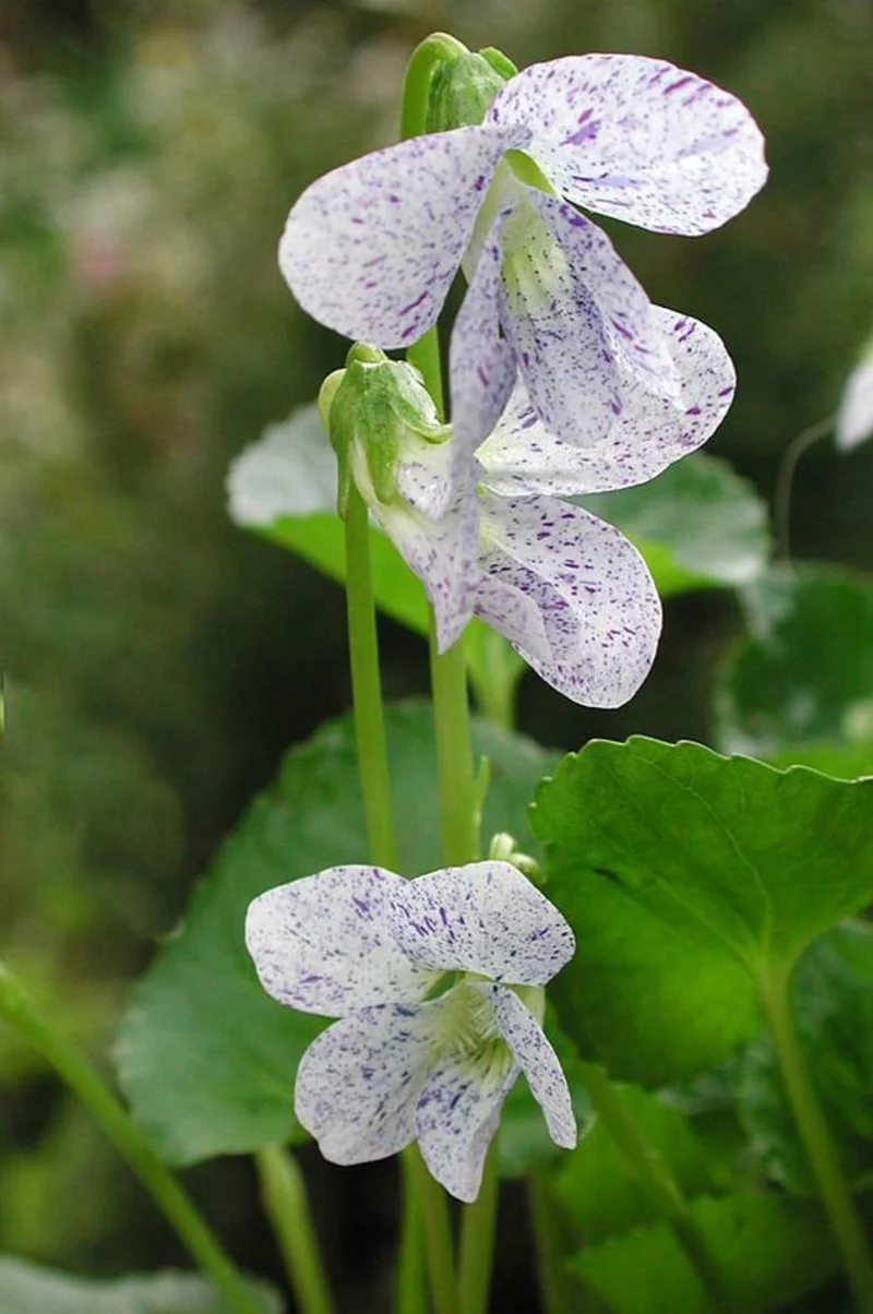 Viola odorata Märzveilchen schöne Frühlingsblumen Bilder
