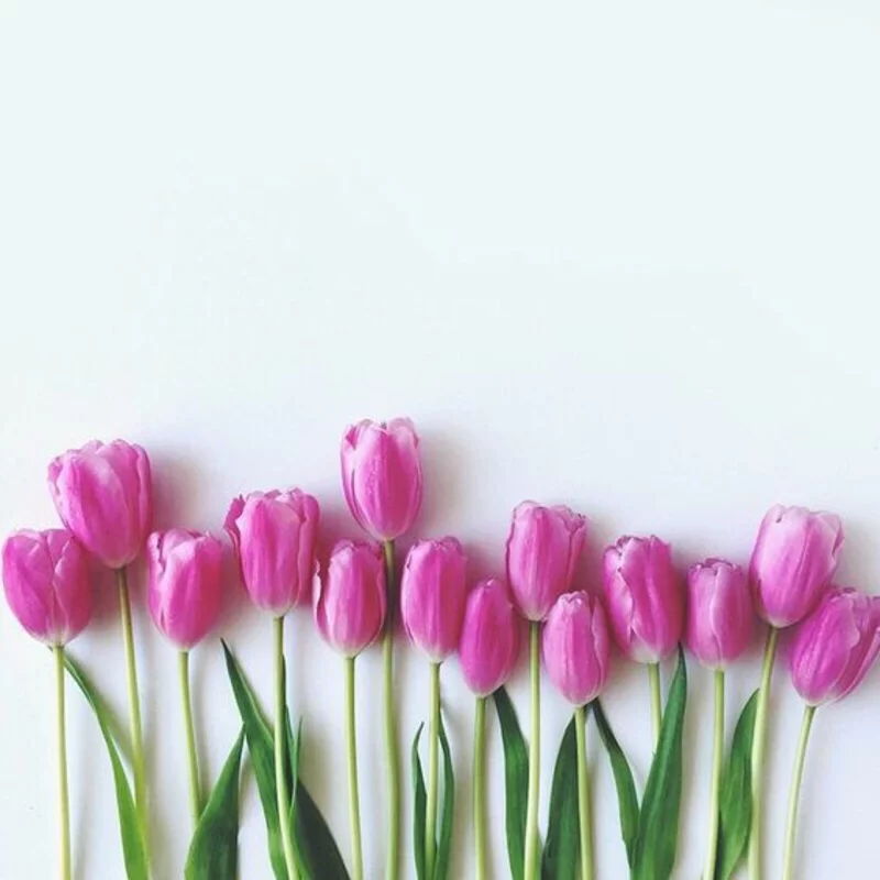 lila Tulpen Tulipa schöne Frühlingsblumen Bilder