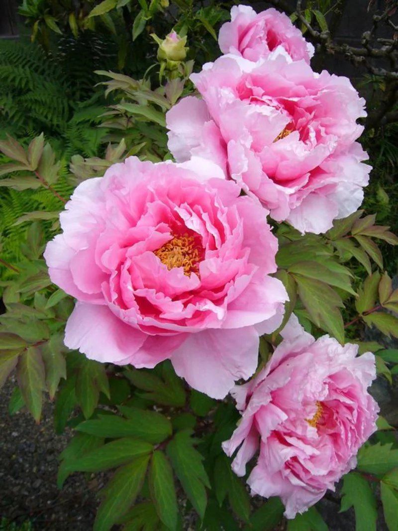 rosa Gemeine Pfingstrose Paeonia officinalis schöne Frühjahrsblumen Bilder