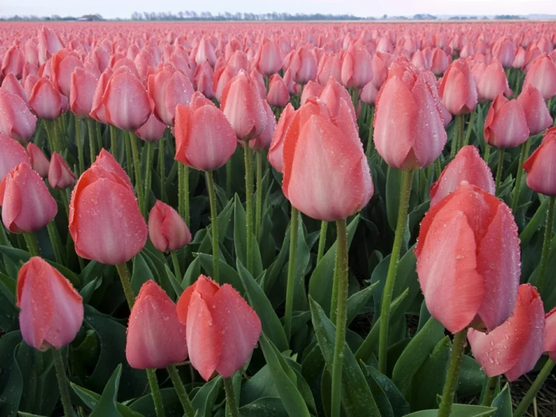 rosa Tulpen Tulipa schöne Frühlingsblumen Bilder