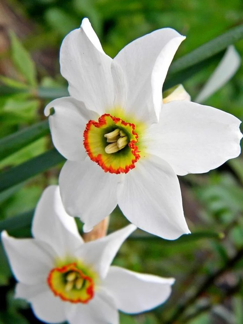weiße Narzissen Narcissus poeticus schöne Frühlingsblumen Bilder