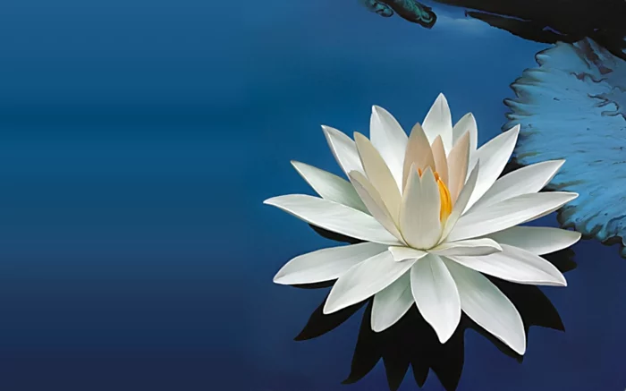 feng shui pflanzen inneneinrichtung dekoideen lotusblume