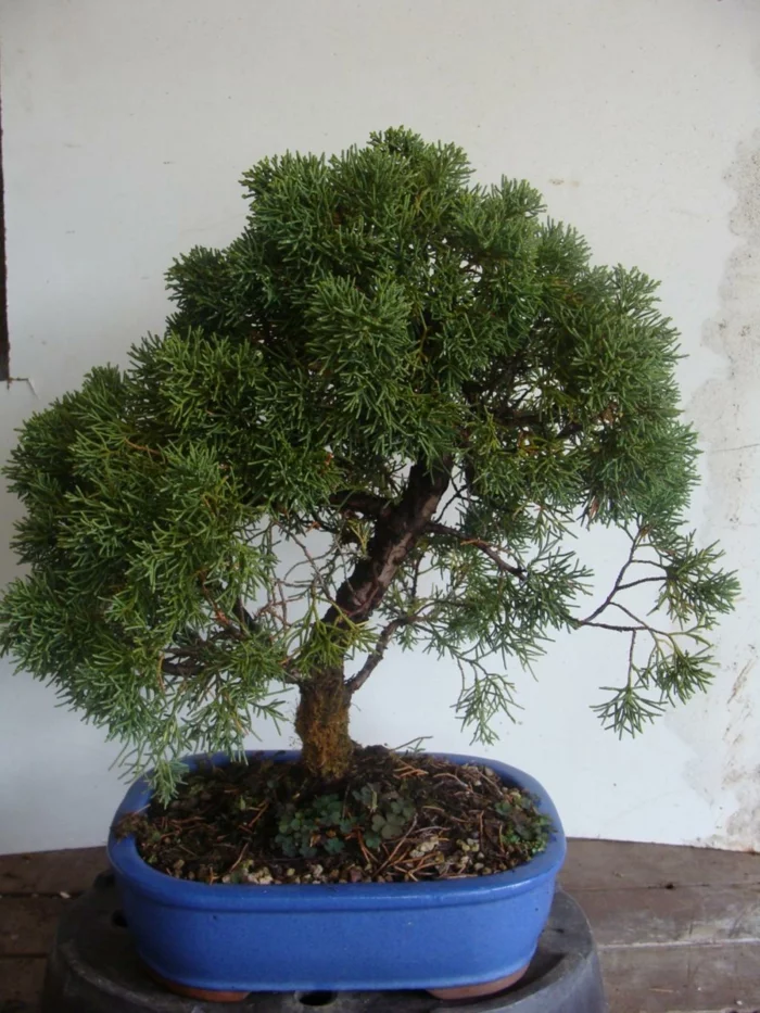 feng shui wohnen pflanzen Pinienbaum