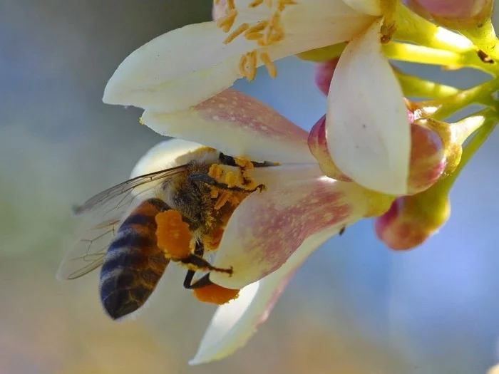 manuka honig gesund lebensmittel heilmittel biene