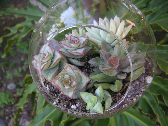 sukkulenten im glas hängen terrarium ideen