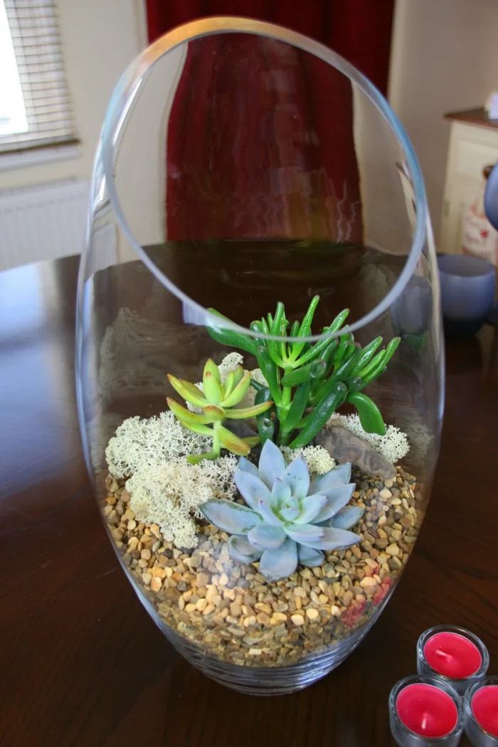 sukkulenten im glas kies schöne deko zimmerpflanzen
