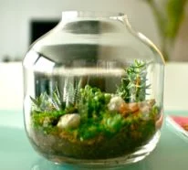 Sukkulenten im Glas als Blickfang – 40 Kreative Deko Ideen mit Pflanzen