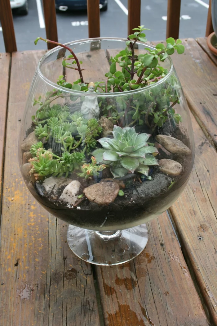 sukkulenten zimmerpflanzen terrarium steine glas