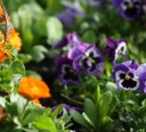 Gartengestaltung und praktische Tipps mit Hornveilchen