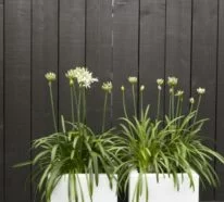 Pflanzgefäße für den eigenen Innen- und Außenraum richtig auswählen