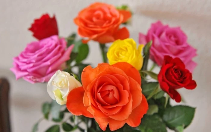rose in unterschiedlichen farben