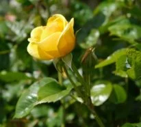 Rosen – einmalige Schönheiten mit betörendem Duft verzaubern die Sinne