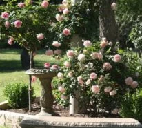 Rosen – einmalige Schönheiten mit betörendem Duft verzaubern die Sinne