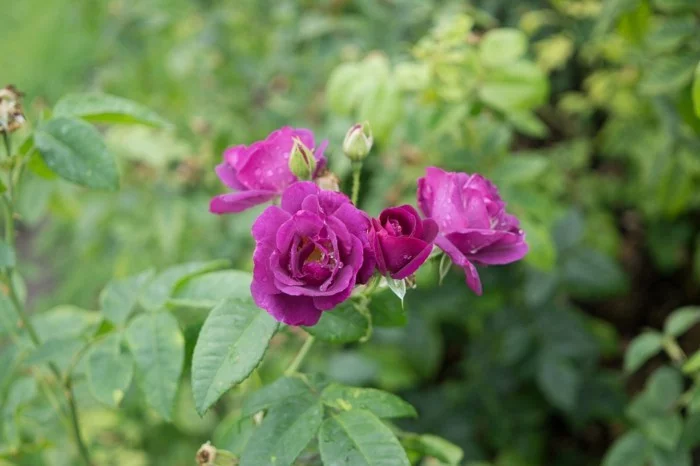 rosen in lila im garten züchten