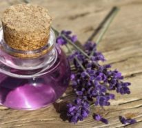 Lavendel im Topf – Pflegetipps und wichtige Fakten