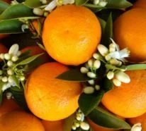 Orangenblütenwasser – Anwendungstipps und weitere Geheimnisse