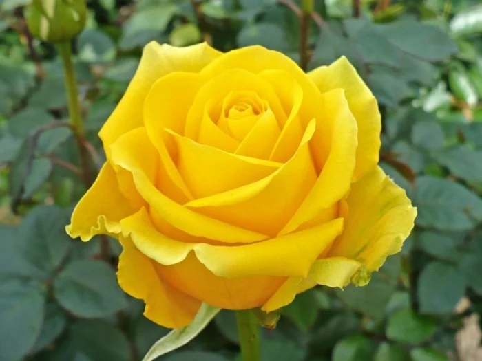 valentinstag blumen gelbe rose symbol