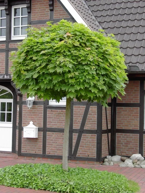 Acer platanoides ‘Globosum’ hausbaum kugelahorn