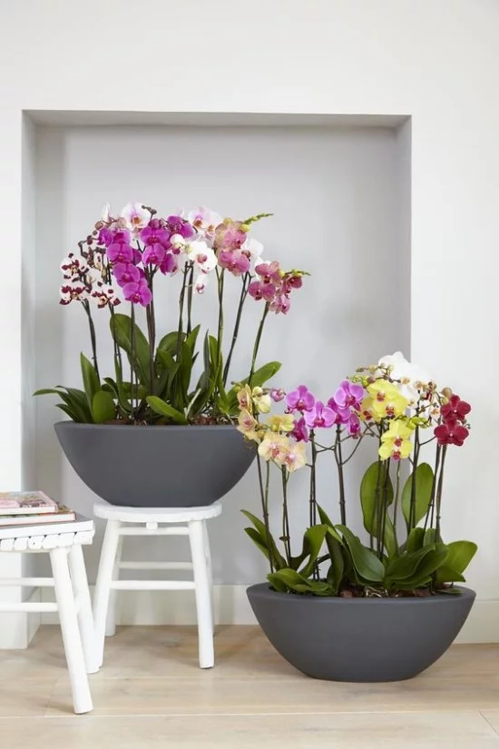 Blumen Bedeutung Feng Shui Orchideen