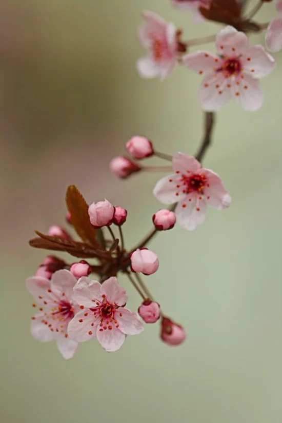 Blumen Bedeutung Feng Shui