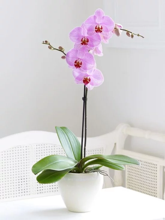 Blumen Bedeutung hell lila Orchidee