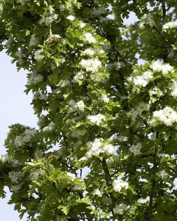 Crataegus monogyna 'Stricta' hausbaum im kleinen garten