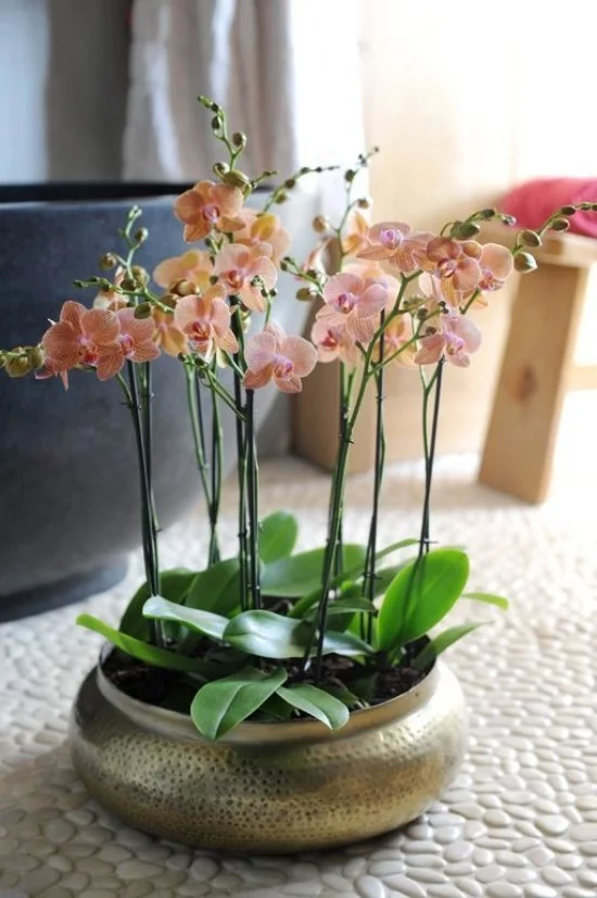 Feng Shui Blumen Bedeutung Einklang mit sich und der Natur Orchidee im Bad