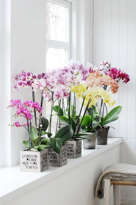 Feng Shui Blumen Bedeutung Orchideen in Töpfen