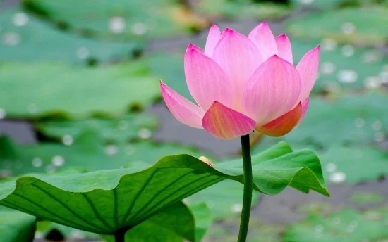 Lotusblume Feng Shui Blumen Bedeutung Vollkommenheit in der Natur