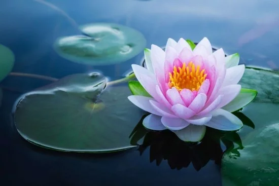 Lotusblume Feng Shui Blumen Bedeutung