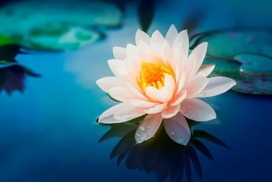 Lotusblume Feng Shui Symbol
